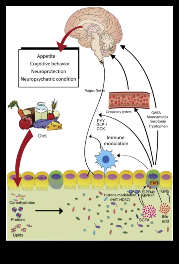 דיאטות עתירות חלבון וציר המעי-מוח: תקשורת דו-כיוונית