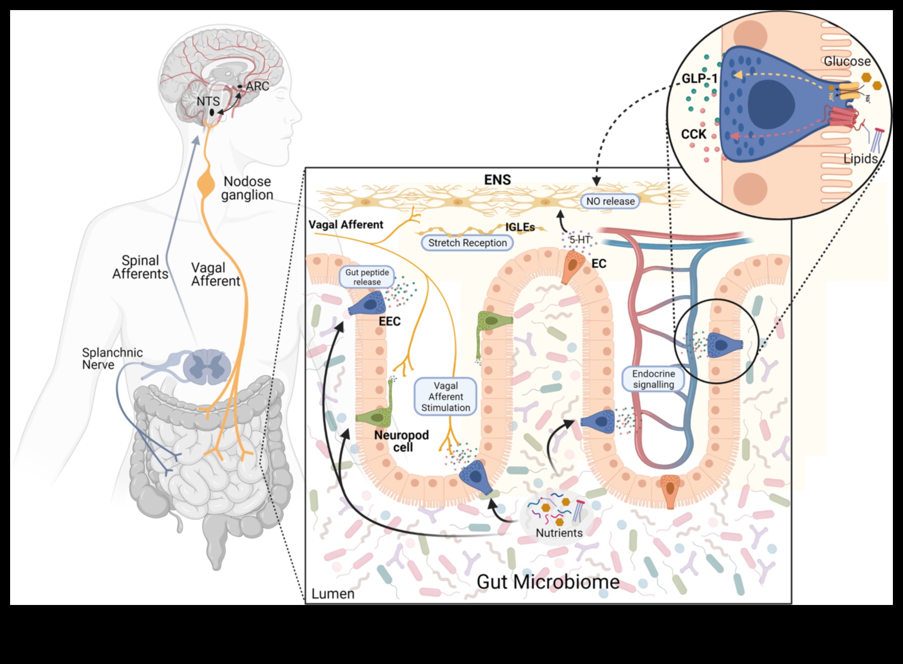 דיאטות עתירות חלבון וציר המעי-מוח: תקשורת דו-כיוונית