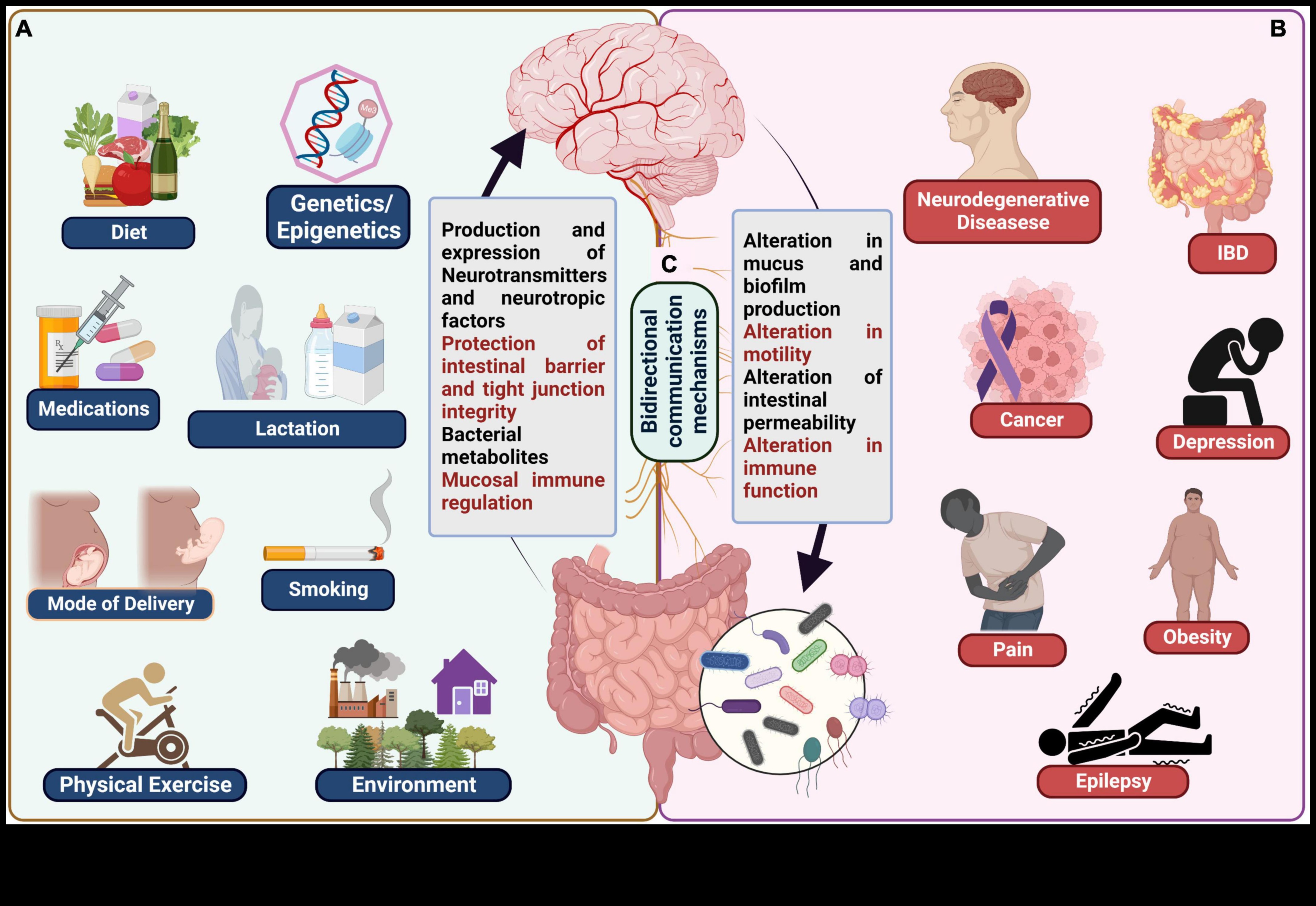 דיאטות עתירות חלבון וציר המעי-מוח: תקשורת דו-כיוונית