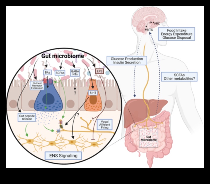 דיאטות עתירות חלבון וציר המעי-מוח: תקשורת דו-כיוונית