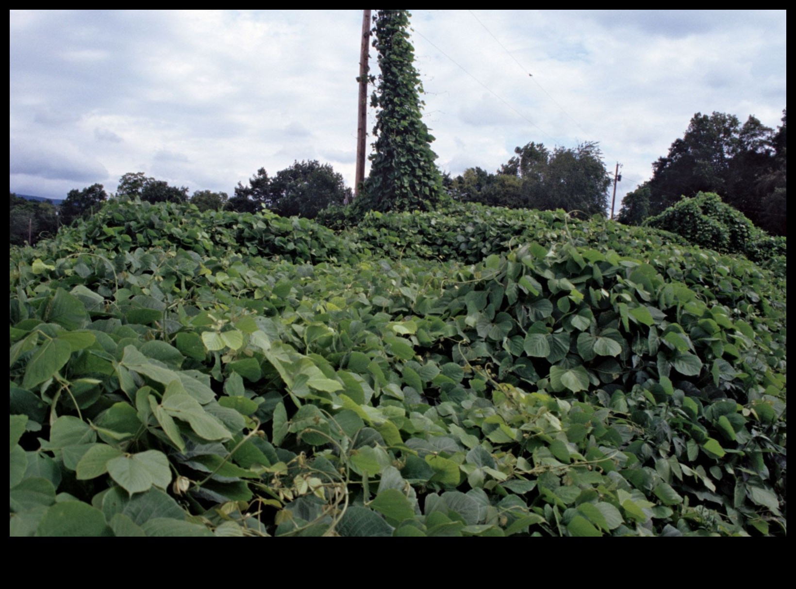 מדוע נופים מסוימים רגישים יותר למיני בעלי חיים פולשים?