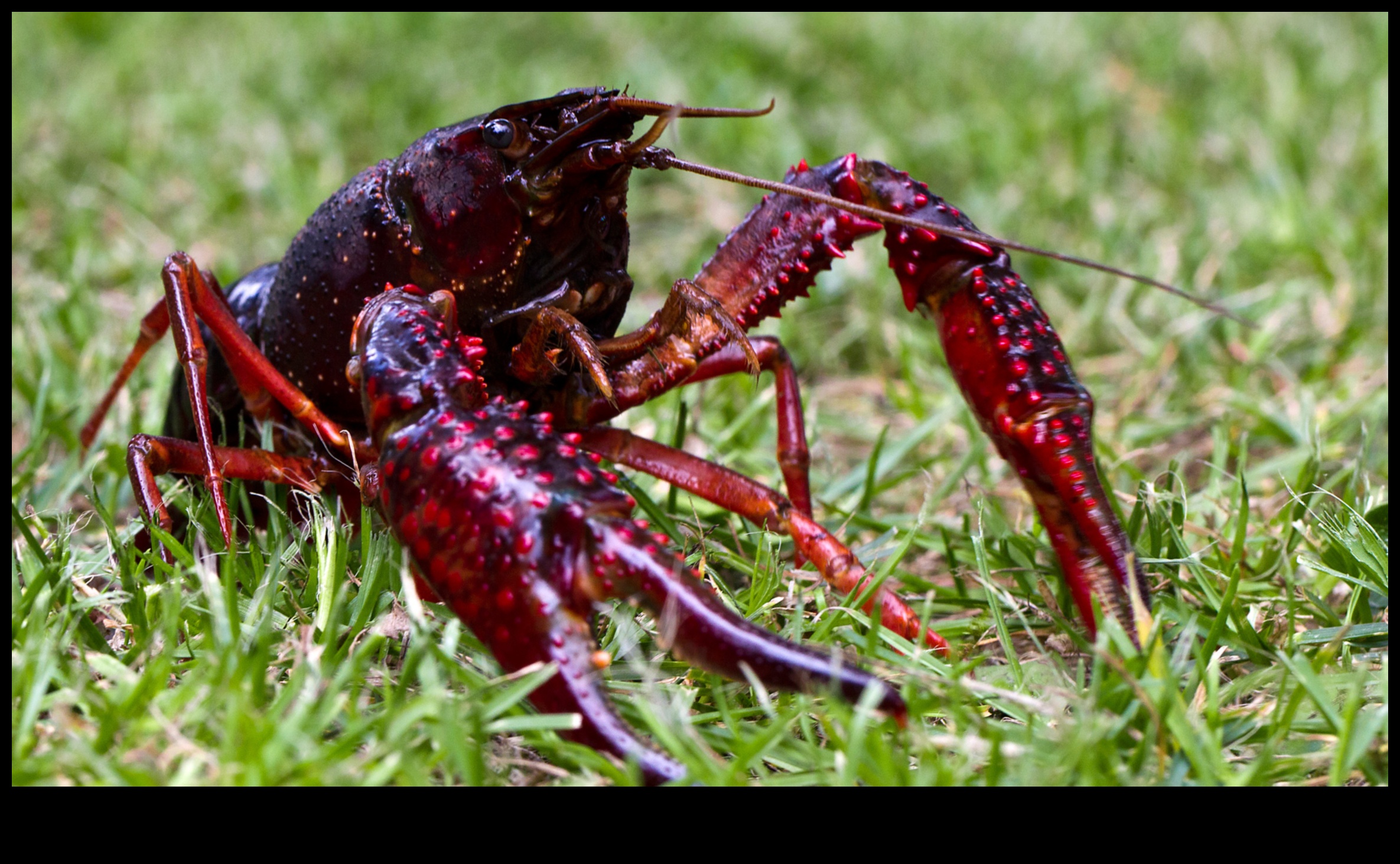 מדוע נופים מסוימים רגישים יותר למיני בעלי חיים פולשים?