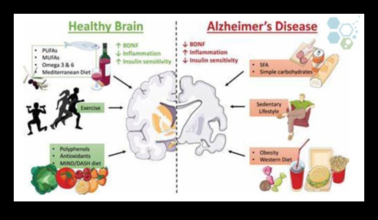 היתרונות של דיאטות דלות פחמימות לבריאות המוח