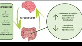 דיאטות עתירות חלבון וציר המעי-מוח: תקשורת דו-כיוונית