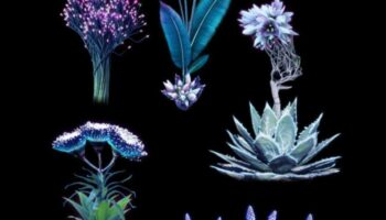 פרחים עתידניים: הדפסים בוטניים קח תפנית מדע בדיוני