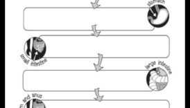 הקשר בין דיאטות ארוכות טווח לבריאות מערכת העיכול