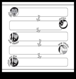 הקשר בין דיאטות ארוכות טווח לבריאות מערכת העיכול