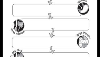 הקשר בין דיאטות ארוכות טווח לבריאות מערכת העיכול