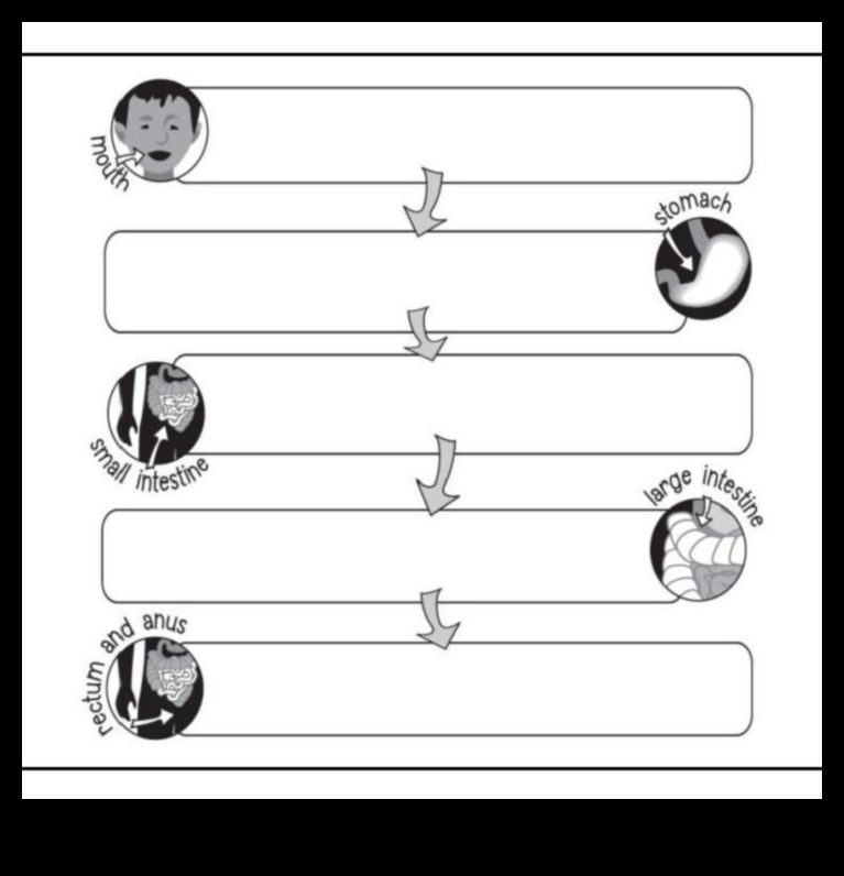 הקשר בין דיאטות ארוכות טווח לבריאות מערכת העיכול