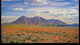 עונות של פאר: לכידת היופי של השינויים בטבע